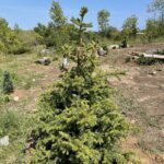 Ali Hybrid Spruce (Picea pungens x glauca 'Ali')