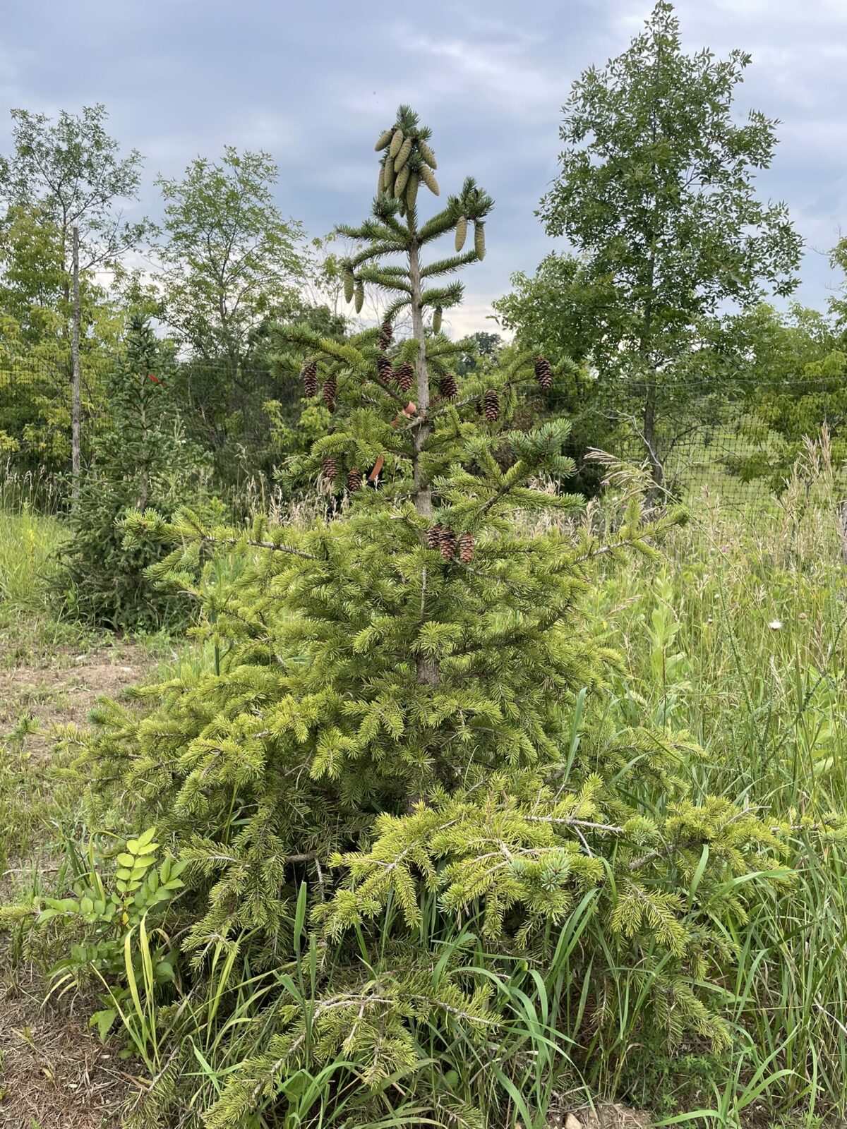 Ali Hybrid Spruce (Picea pungens x glauca ‘Ali’)