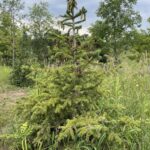 Ali Hybrid Spruce (Picea pungens x glauca 'Ali')