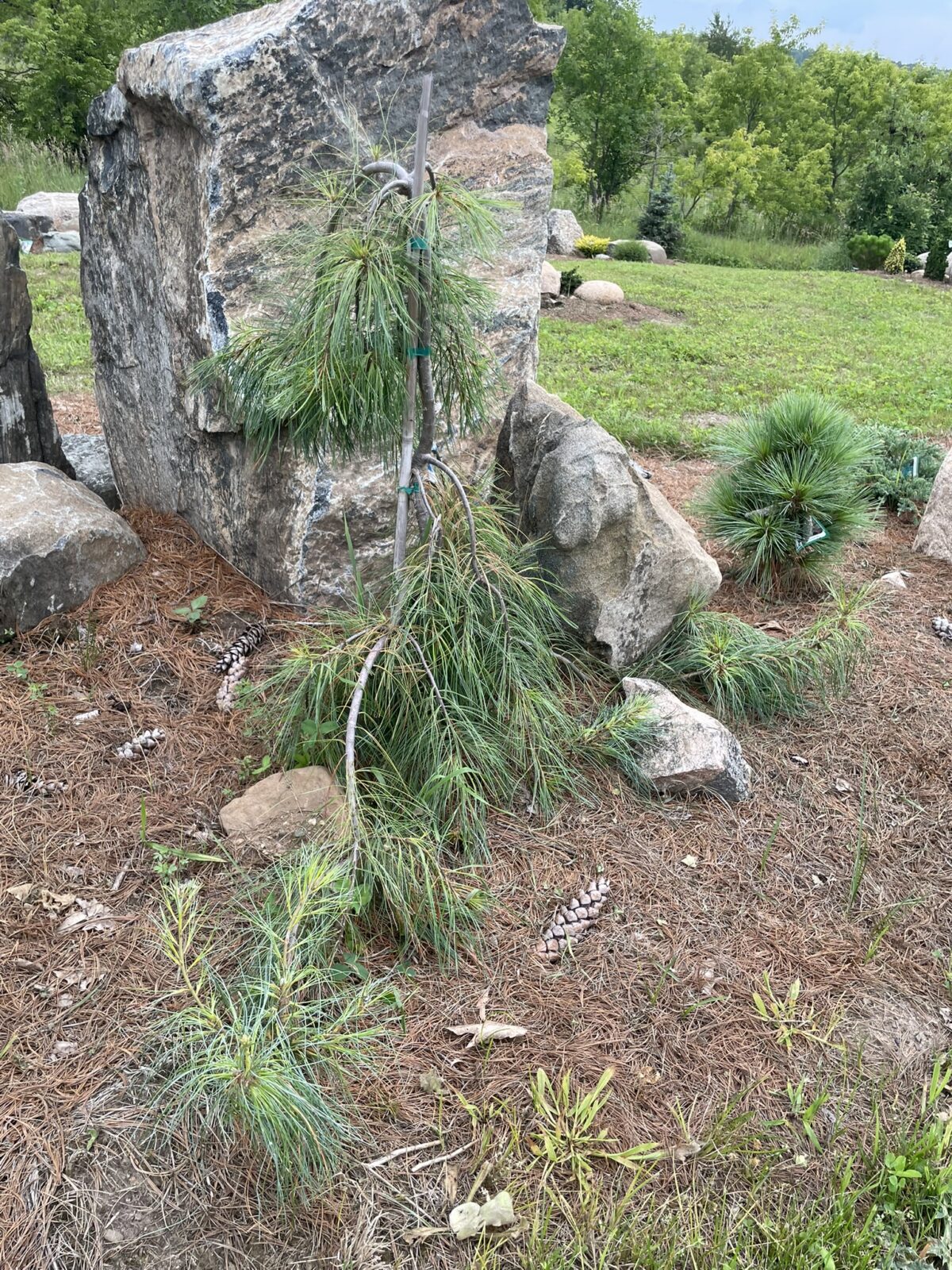 Angel Falls Eastern White Pine (Pinus strobus ‘Angel Falls’)