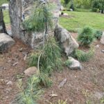 Angel Falls Eastern White Pine (Pinus strobus ‘Angel Falls’)
