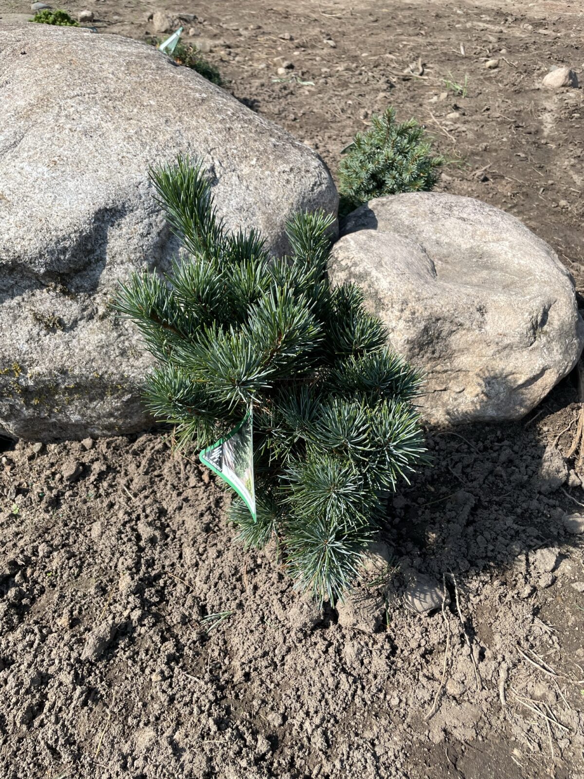 Aoi Japanese White Pine (Pinus parviflora ‘Aoi’)