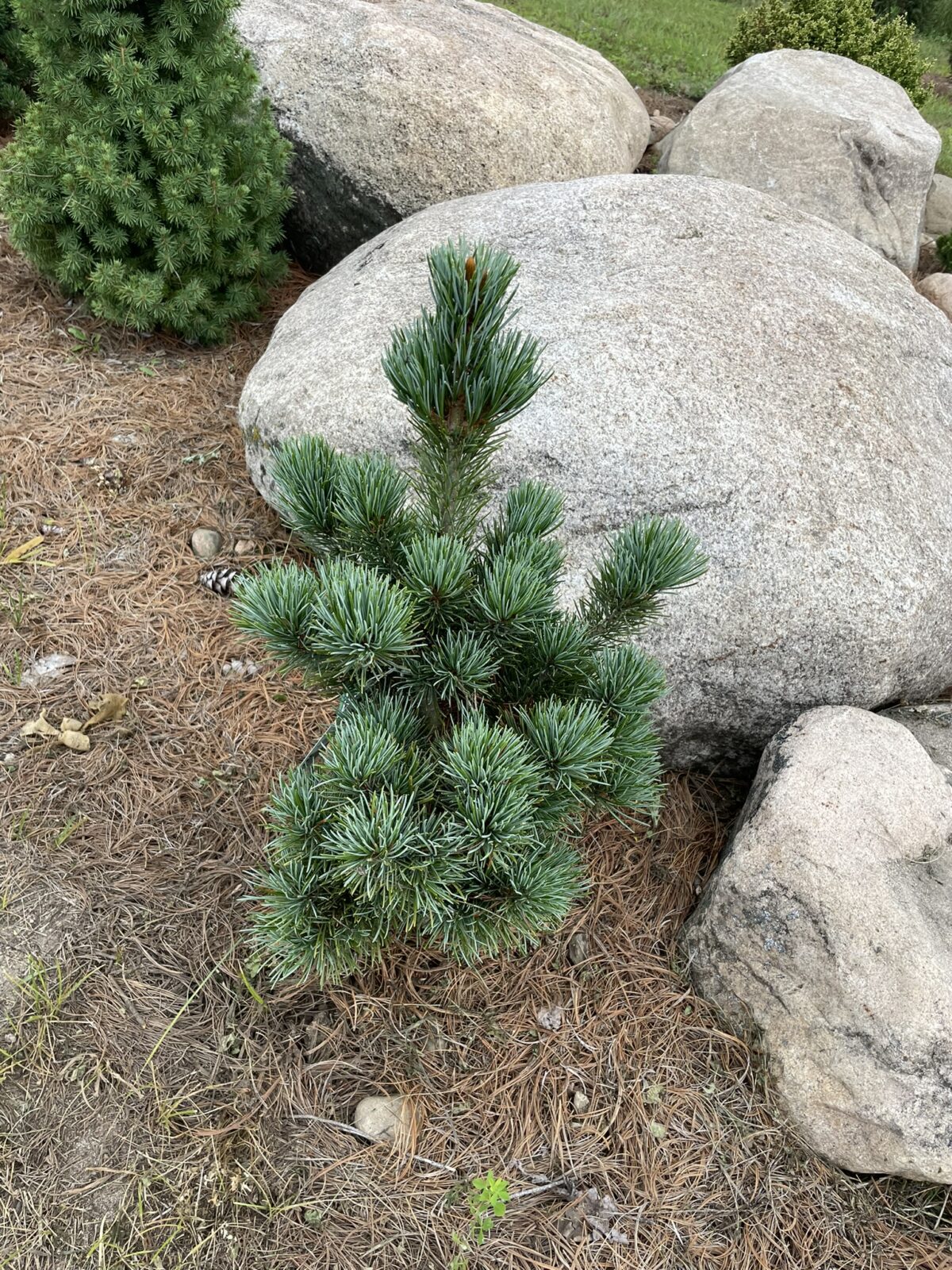 Aoi Japanese White Pine (Pinus parviflora ‘Aoi’)