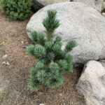 Aoi Japanese White Pine (Pinus parviflora ‘Aoi’)