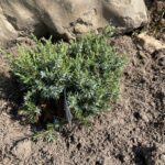 Berkshire Sparkler Common Juniper (Juniperus communis ‘Berkshire Sparkler’)