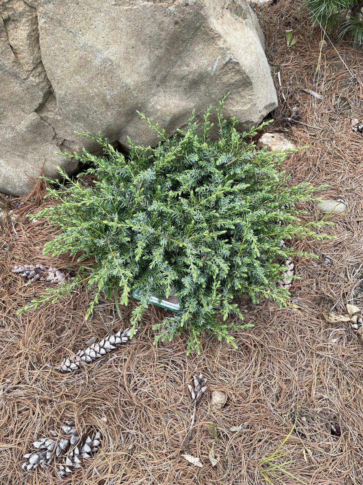 Berkshire Sparkler Common Juniper (Juniperus communis ‘Berkshire Sparkler’)