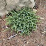 Berkshire Sparkler Common Juniper (Juniperus communis ‘Berkshire Sparkler’)