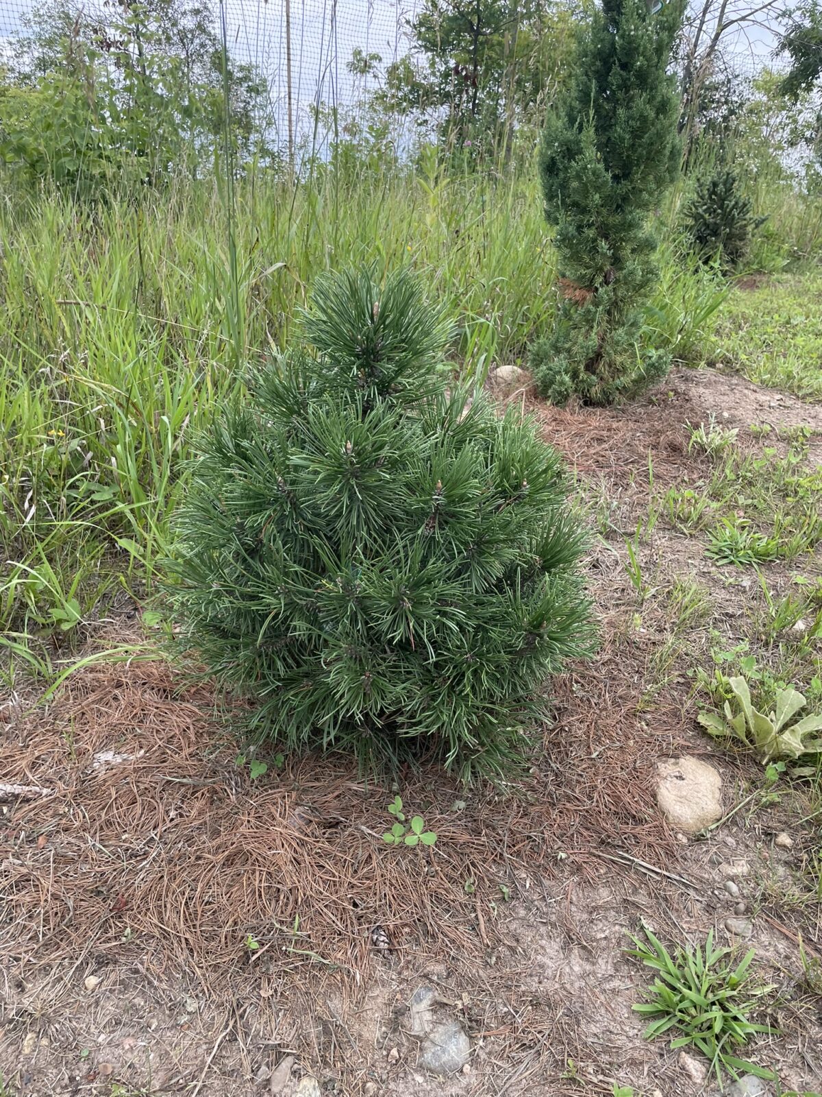 Big Tuna Mugo Pine (Pinus mugo ‘Big Tuna’)