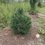 Big Tuna Mugo Pine (Pinus mugo ‘Big Tuna’)