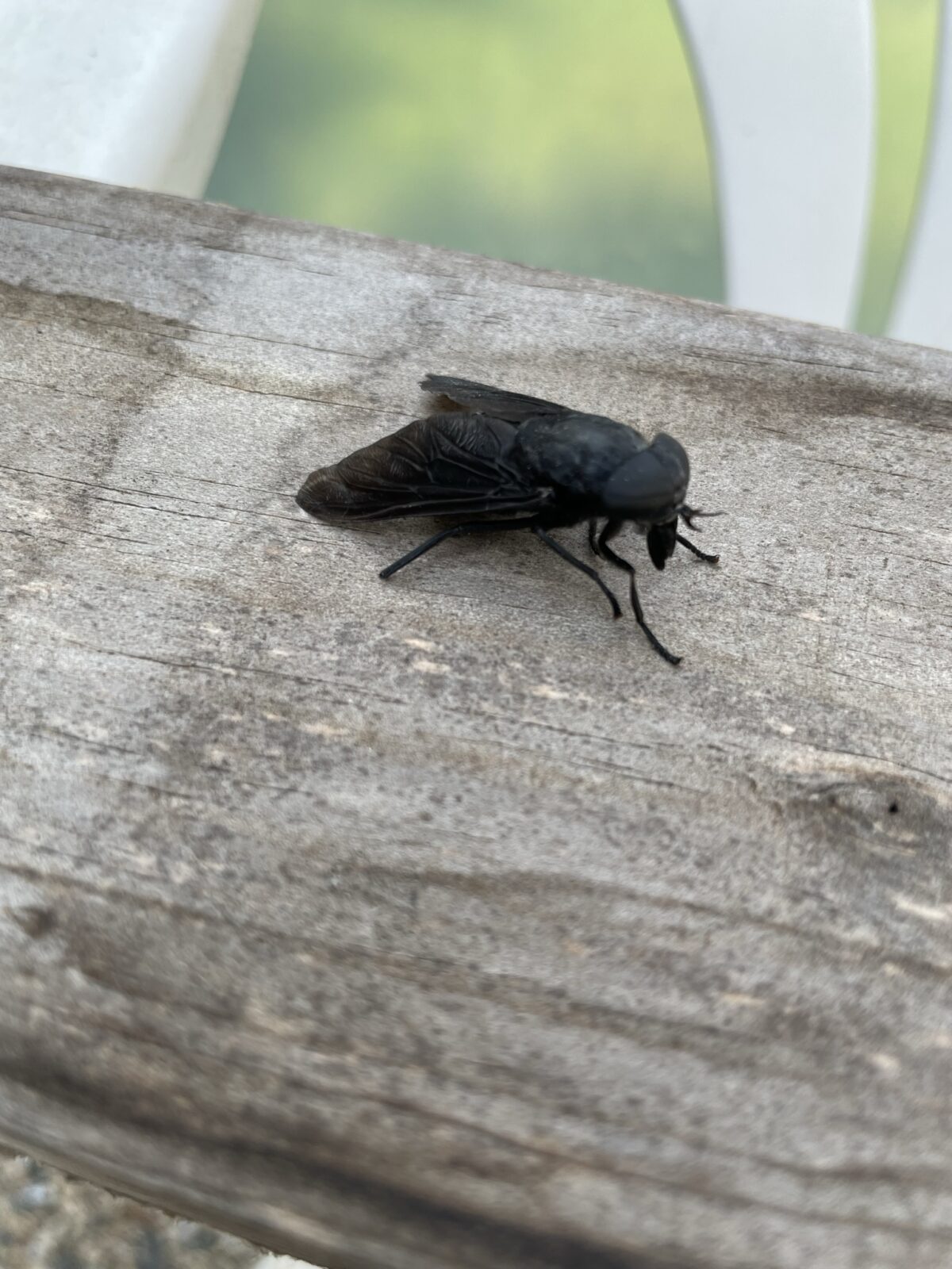 Black Horsefly (Tabanus atratus)