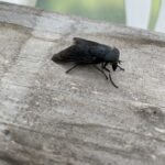 Black Horsefly (Tabanus atratus)