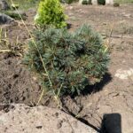 Blue Ball Korean Pine (Pinus koraiensis ‘Blue Ball’)