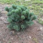 Blue Ball Korean Pine (Pinus koraiensis ‘Blue Ball’)