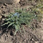 Blue Carpet Juniper (Juniperus squamata ‘Blue Carpet’)