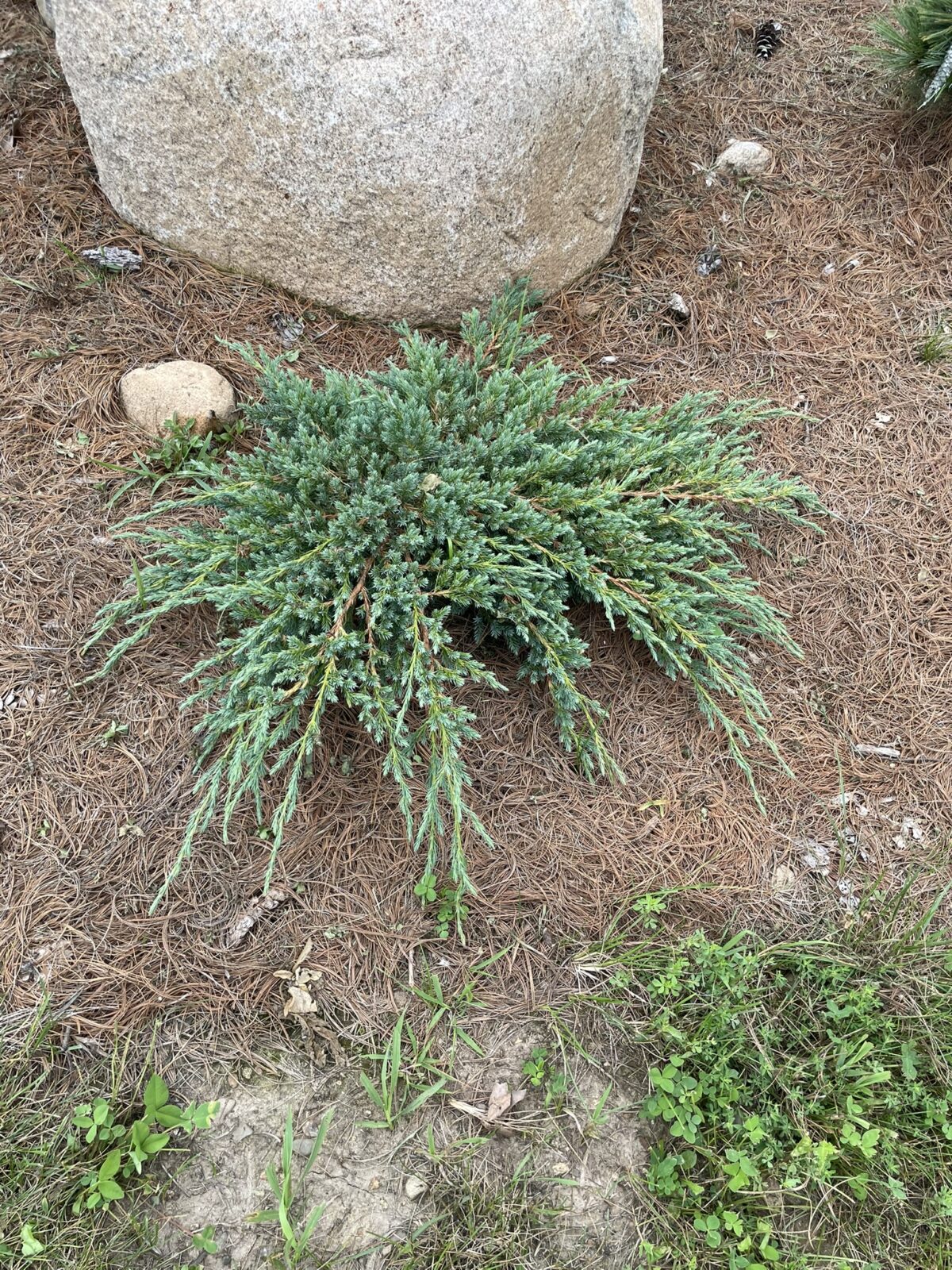 Blue Carpet Juniper (Juniperus squamata ‘Blue Carpet’)