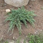 Blue Carpet Juniper (Juniperus squamata ‘Blue Carpet’)