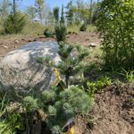 Blue Short Needle Japanese White Pine (Pinus parviflora ‘Glauca Brevifolia')