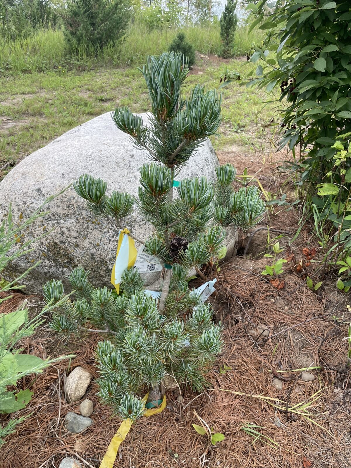Blue Short Needle Japanese White Pine (Pinus parviflora ‘Glauca Brevifolia’)
