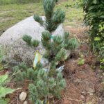 Blue Short Needle Japanese White Pine (Pinus parviflora ‘Glauca Brevifolia')