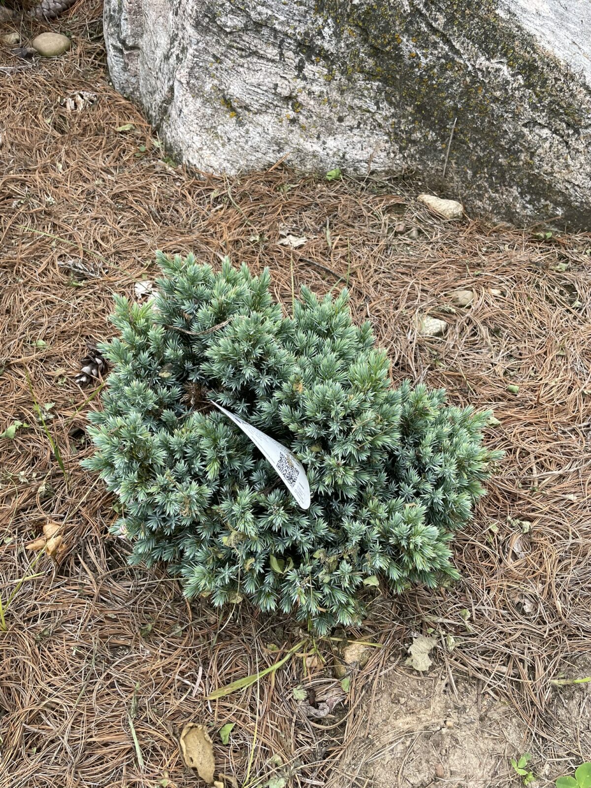 Blue Star Juniper (Juniperus squamata ‘Blue Star’)