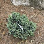 Blue Star Juniper (Juniperus squamata ‘Blue Star’)