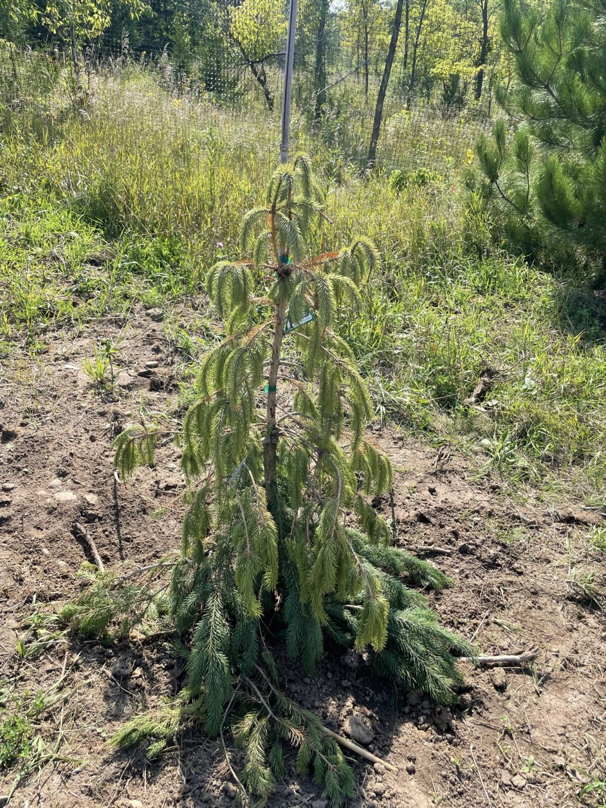 Bush’s Lace Engelmann Spruce (Picea engelmannii ‘Bush’s Lace’)