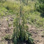 Bush’s Lace Engelmann Spruce (Picea engelmannii ‘Bush’s Lace’)