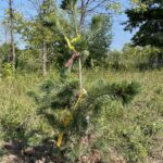 Cheyenne Limber Pine (Pinus flexilis 'Cheyene')