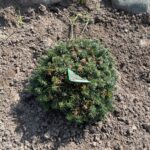 Cis Korean Fir (Abies koreana ‘Cis’)