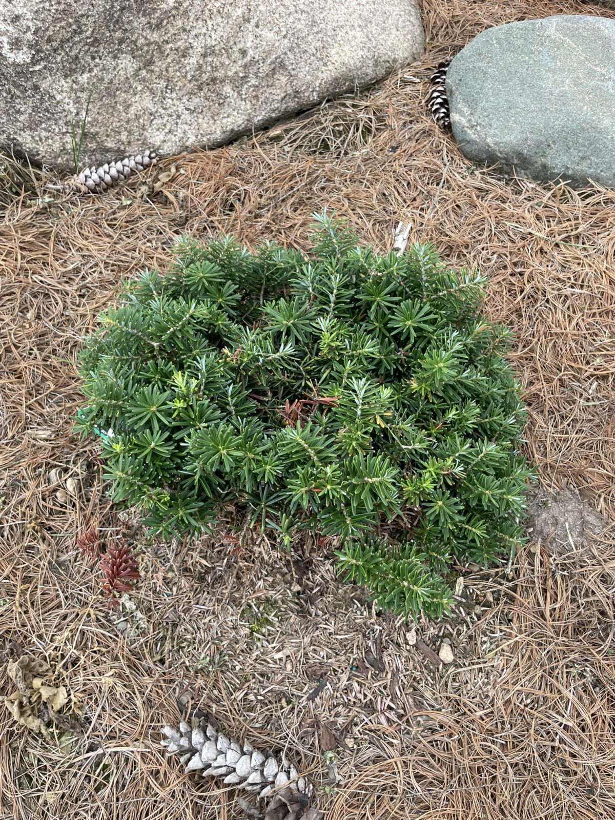 Cis Korean Fir (Abies koreana ‘Cis’)
