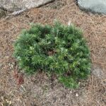 Cis Korean Fir (Abies koreana ‘Cis’)