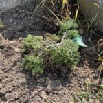 Cole’s Prostrate Canadian Hemlock (Tsuga canadensis ‘Cole’s Prostrate’)