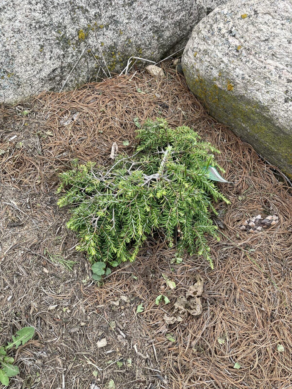 Cole’s Prostrate Canadian Hemlock (Tsuga canadensis ‘Cole’s Prostrate’)