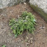 Cole’s Prostrate Canadian Hemlock (Tsuga canadensis ‘Cole’s Prostrate’)