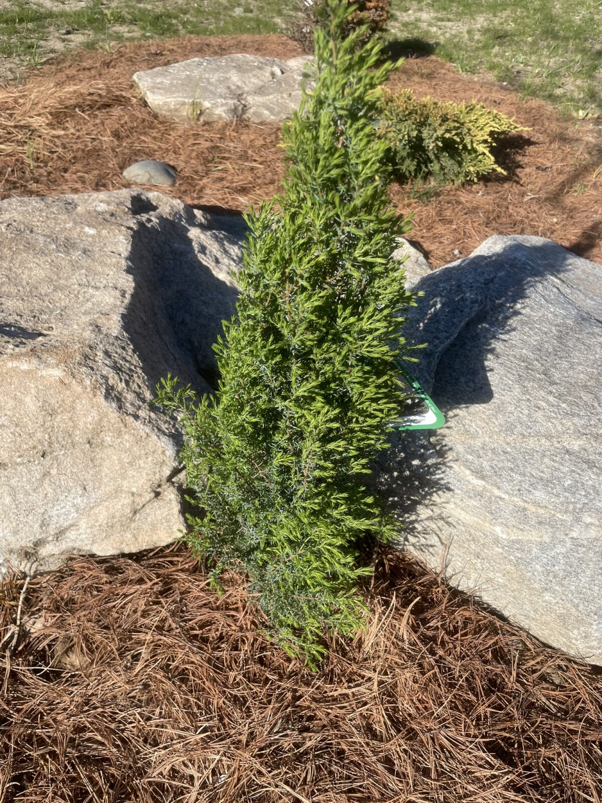 Compressa Common Juniper (Juniperus communis ‘Compressa’)