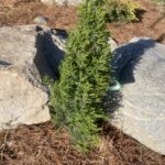 Compressa Common Juniper (Juniperus communis ‘Compressa’)
