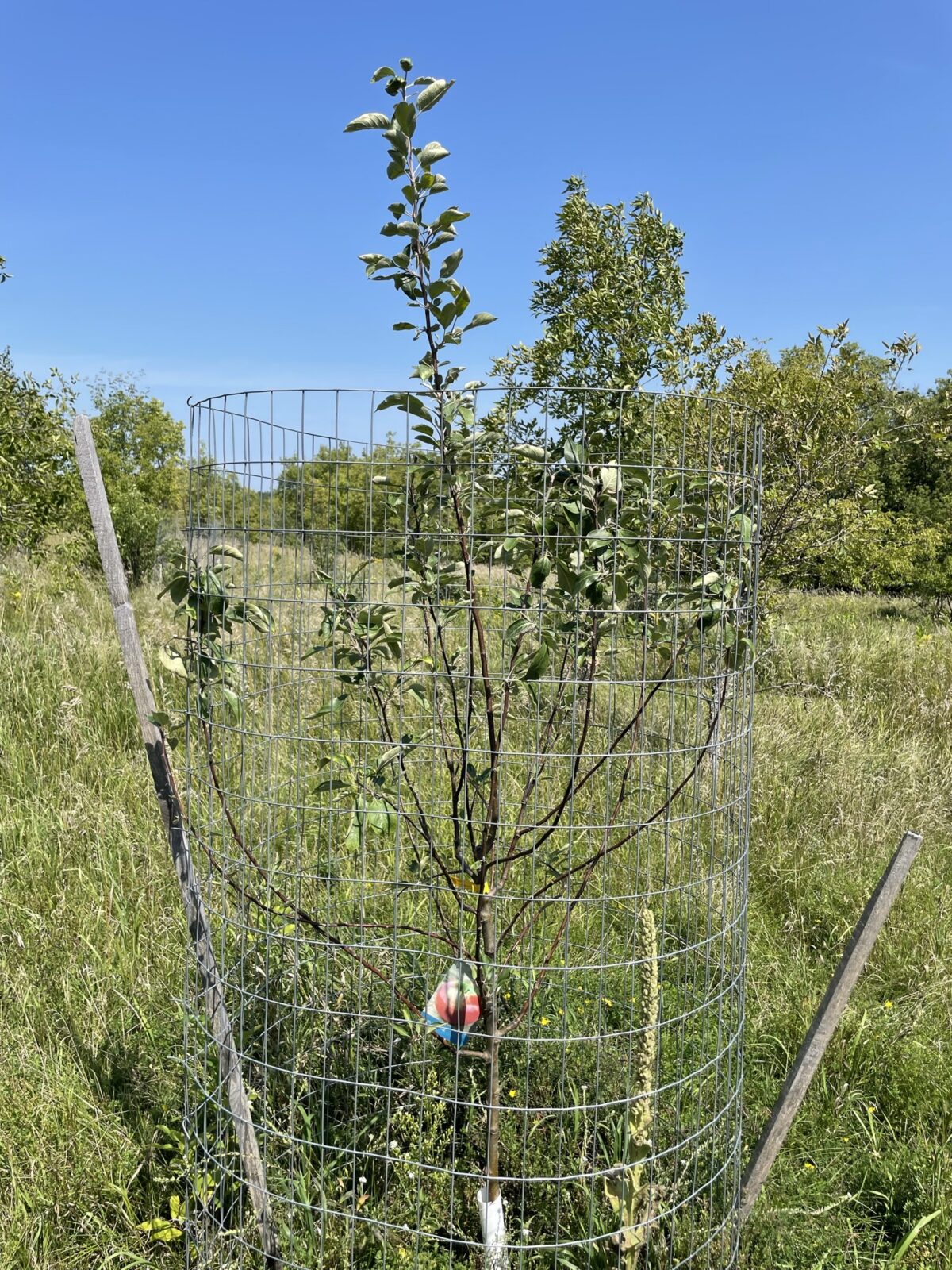 Cortland Apple