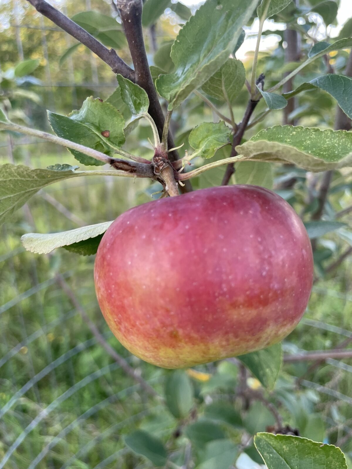 Cortland Apple