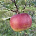Cortland Apple