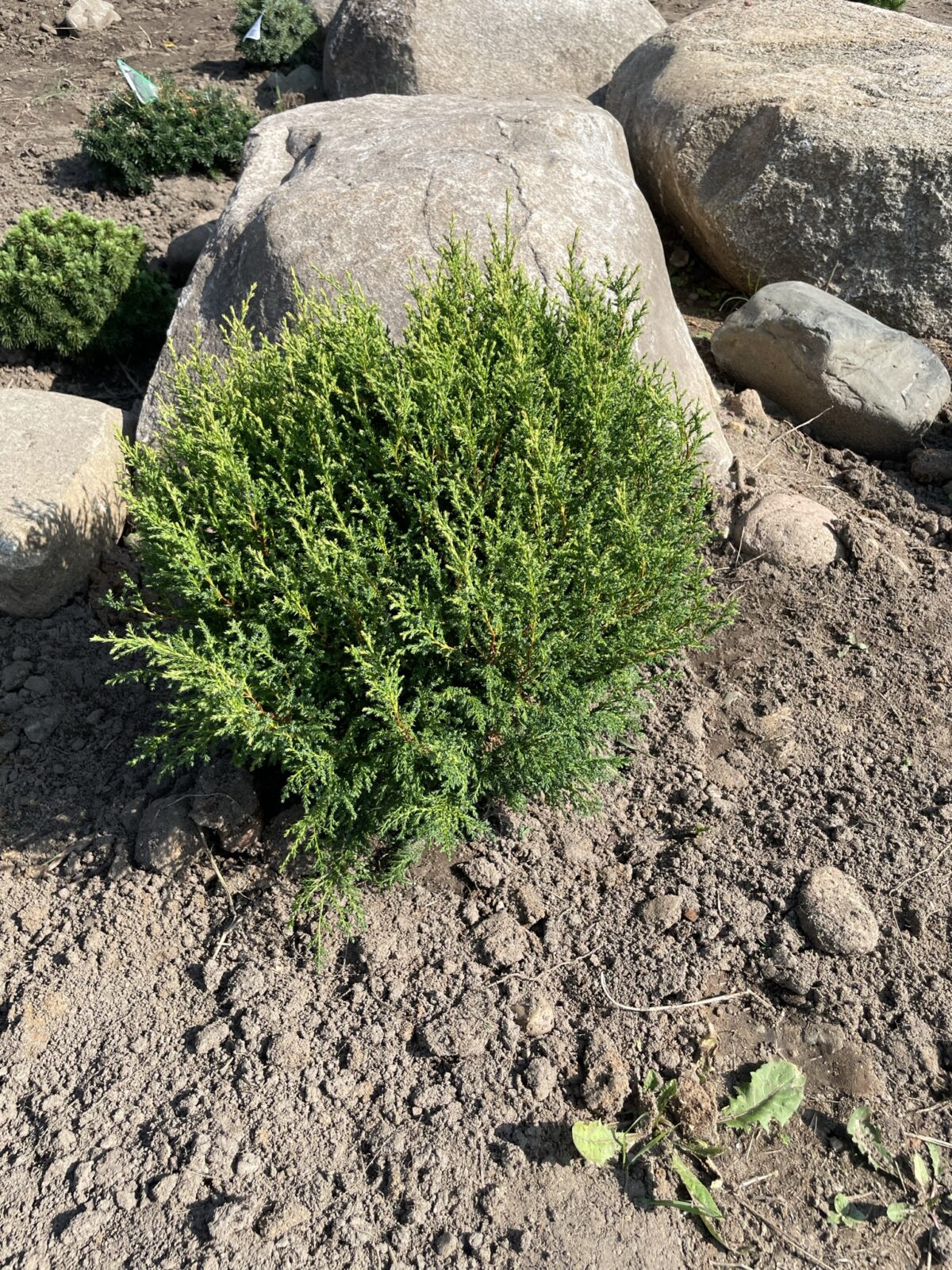 Cream Ball Sawara Cypress (Chamaecyparis pisifera ‘Cream Ball’)