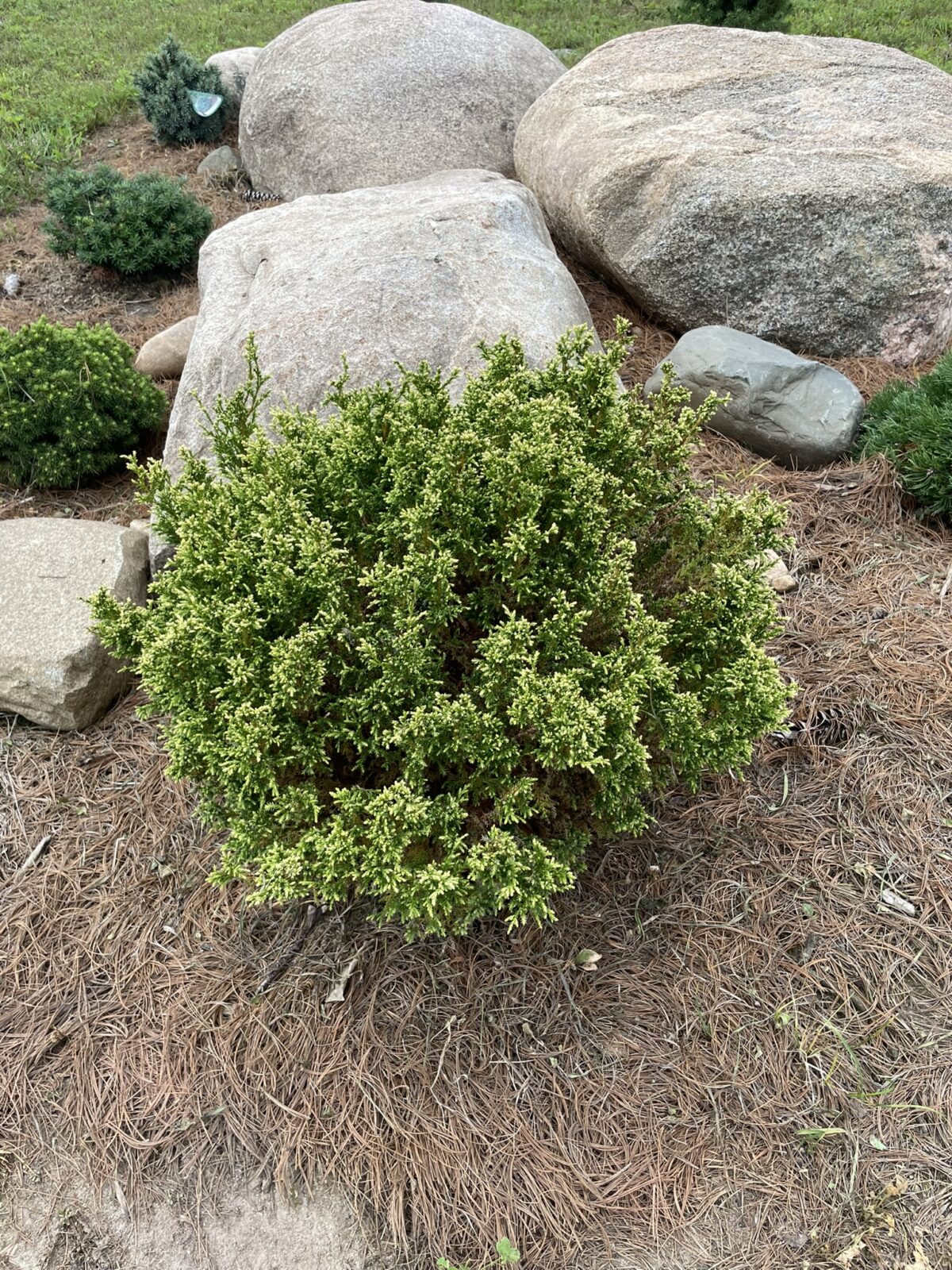 Cream Ball Sawara Cypress (Chamaecyparis pisifera ‘Cream Ball’)