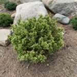 Cream Ball Sawara Cypress (Chamaecyparis pisifera ‘Cream Ball’)