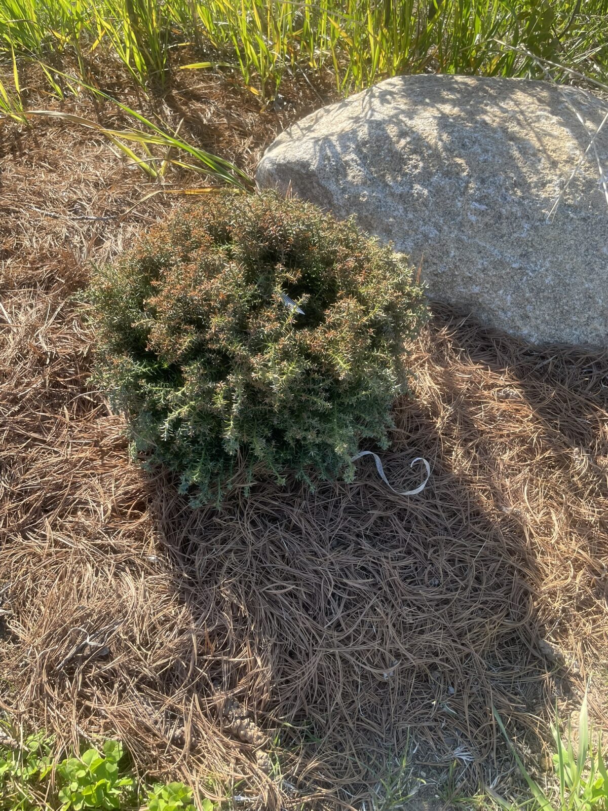 Cumulus Sawara Cypress (Chamaecyparis pisifera ‘Cumulus’)