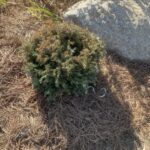 Cumulus Sawara Cypress (Chamaecyparis pisifera ‘Cumulus’)