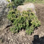 Dandylion Norway Spruce (Picea abies ‘Dandylion')