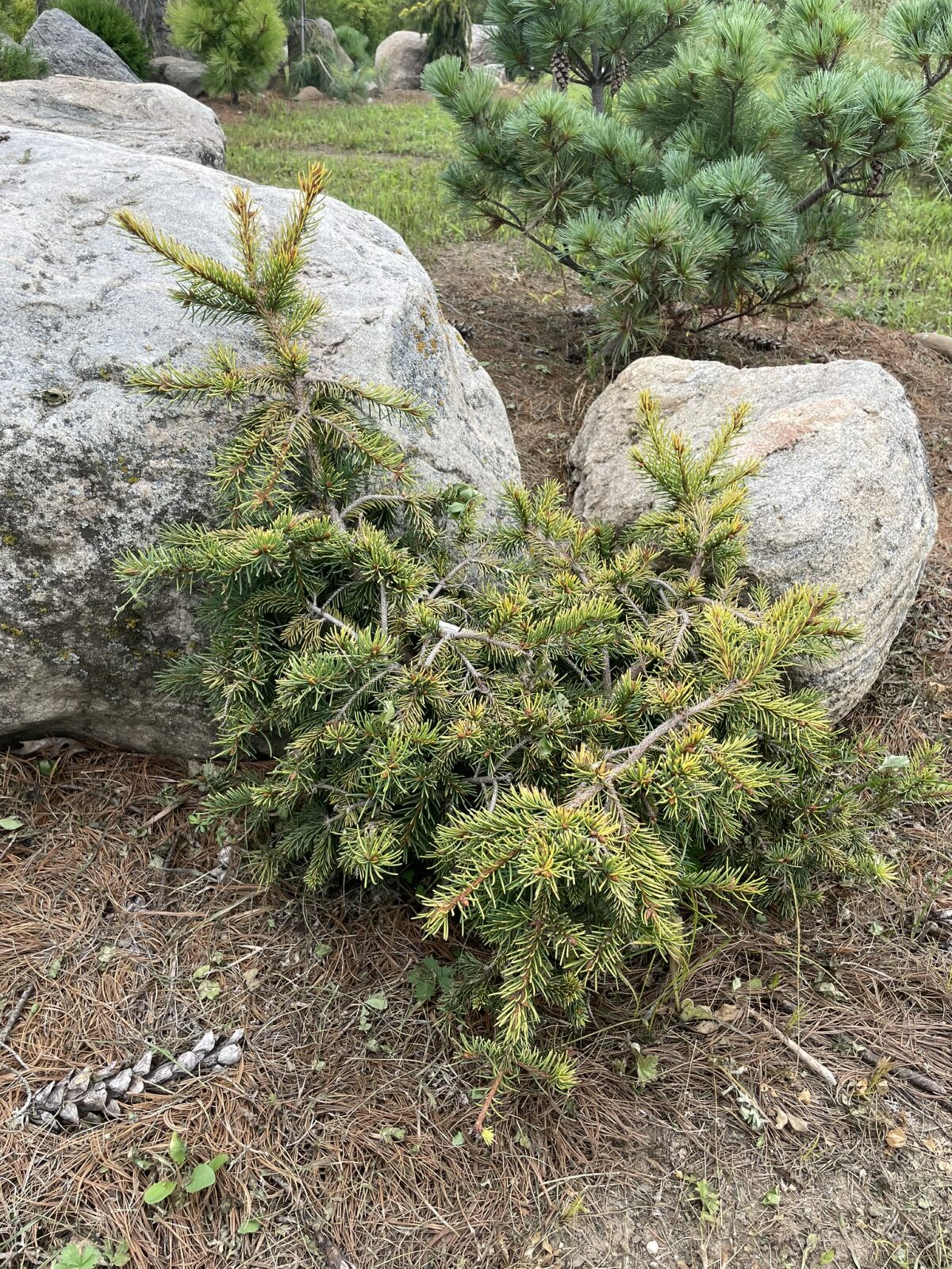 Dandylion Norway Spruce (Picea abies ‘Dandylion’)
