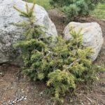Dandylion Norway Spruce (Picea abies ‘Dandylion')