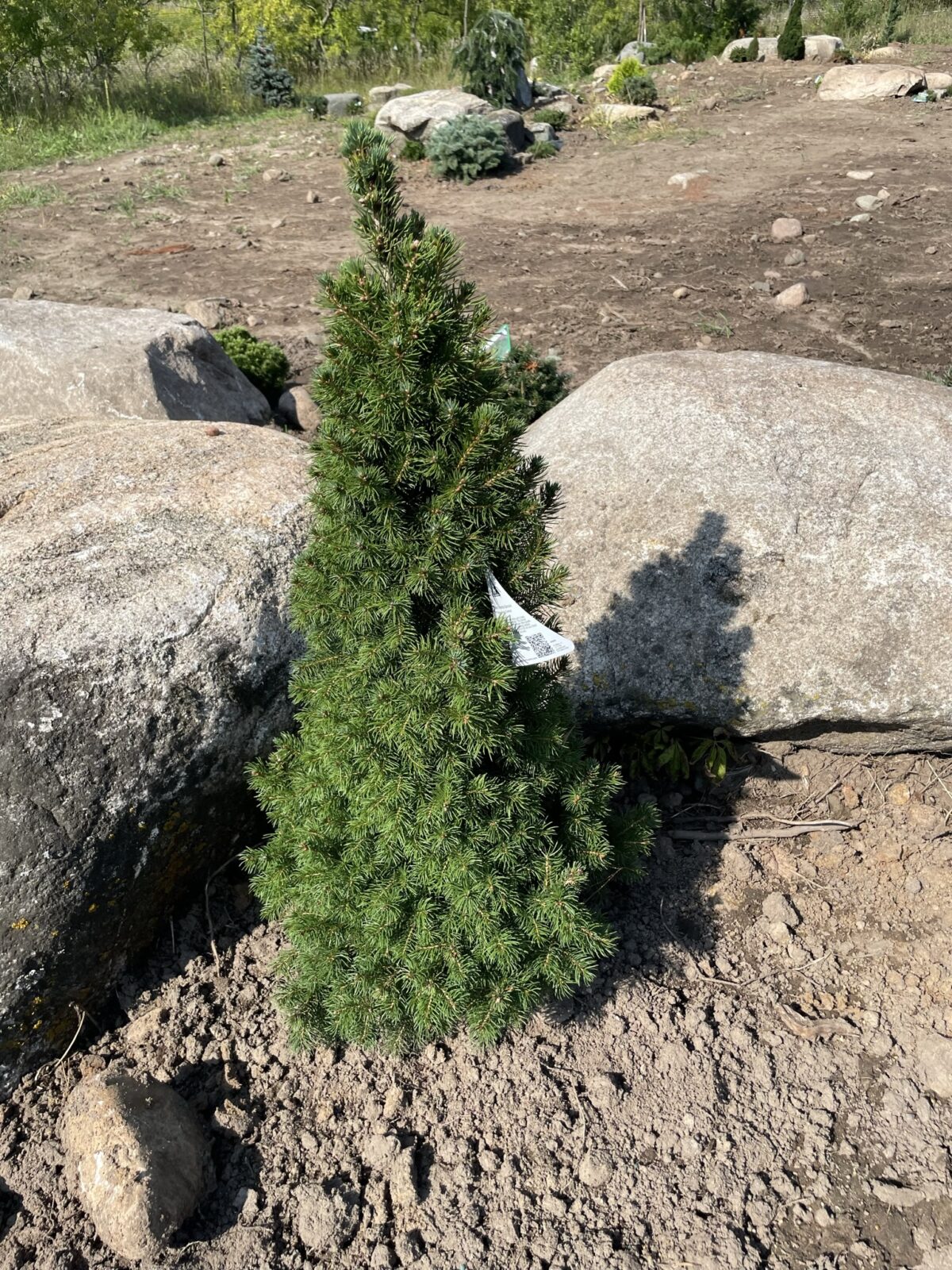 Dwarf Alberta Spruce (Picea glauca ‘Conica’)