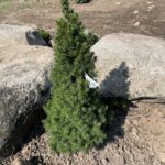 Dwarf Alberta Spruce (Picea glauca ‘Conica’)