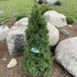 Dwarf Alberta Spruce (Picea glauca ‘Conica’)